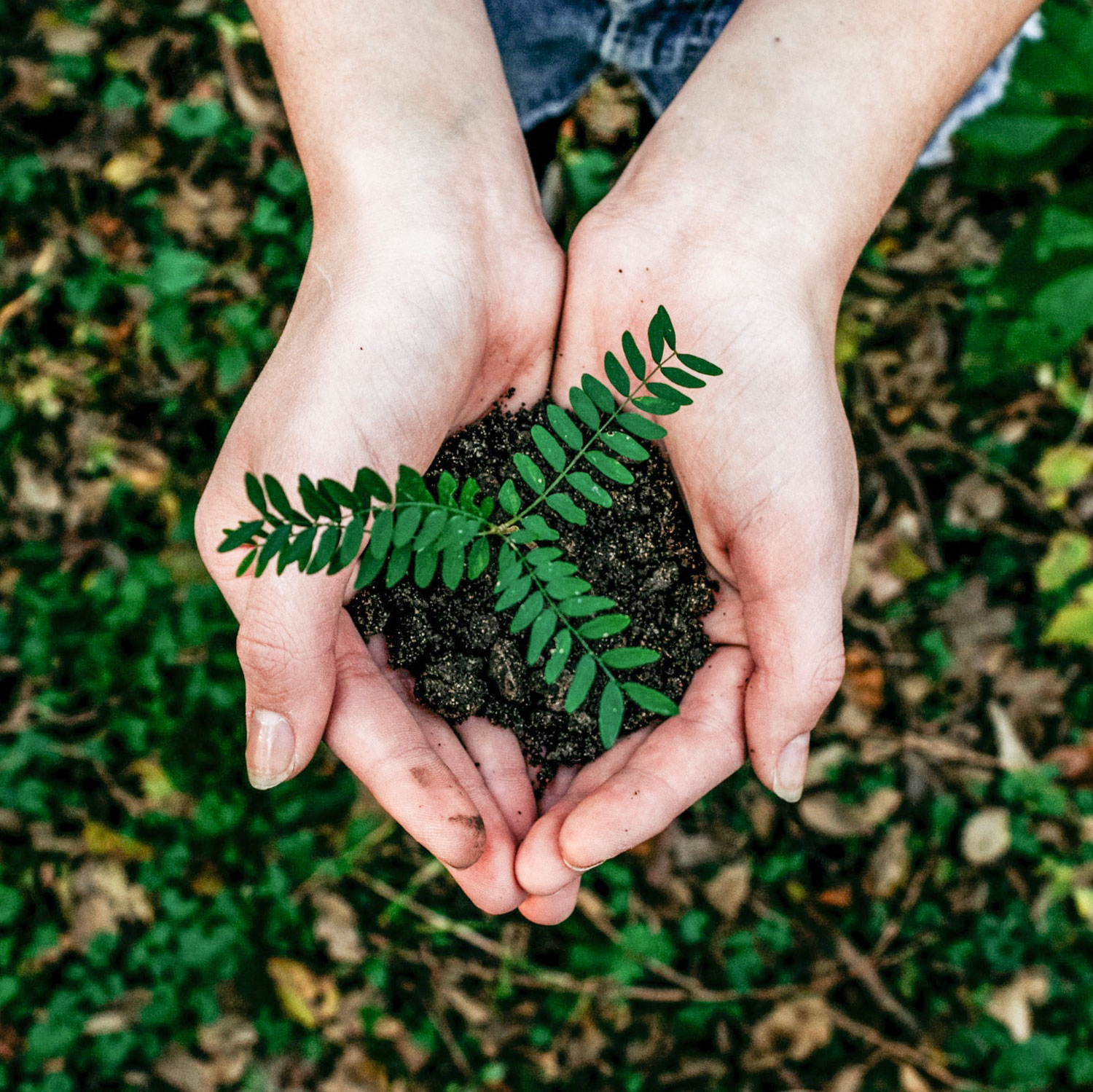 A woman's hands gently securing a small plant in the dirt.