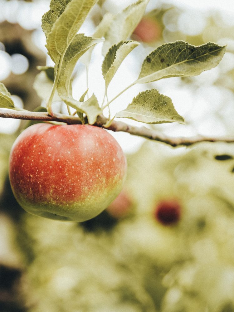 A red apple is growing on a tree in the Eggenhof orchard.